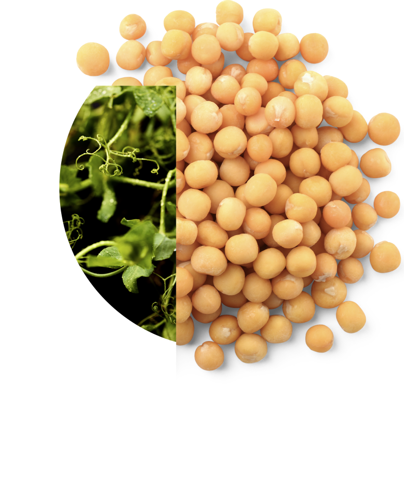 Growers pea seeds